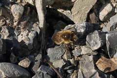Colletes cunicularius