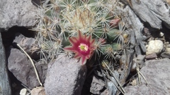 Mammillaria johnstonii