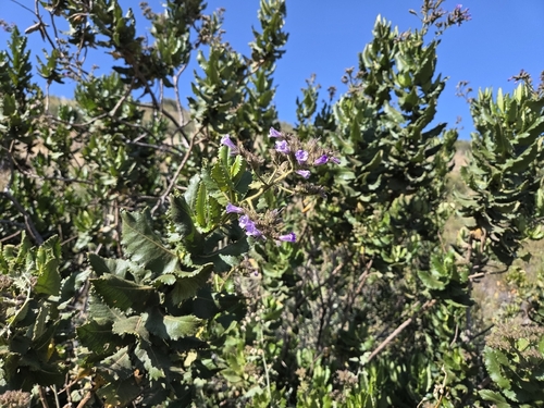 Eriodictyon sessilifolium, photograph 1