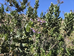 Eriodictyon sessilifolium, photograph (c) Wendy Walker, some rights reserved (CC BY)