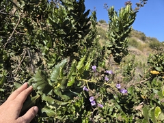 Eriodictyon sessilifolium, photograph (c) Wendy Walker, some rights reserved (CC BY)