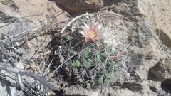 Mammillaria johnstonii