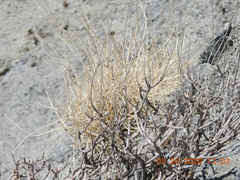 Astragalus tricarinatus