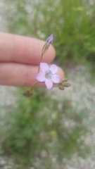 Gilia stellata