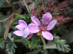 Erodium cicutarium