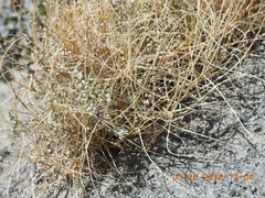 Astragalus tricarinatus