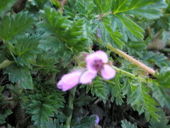 Erodium cicutarium