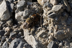 Colletes cunicularius