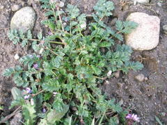 Erodium cicutarium
