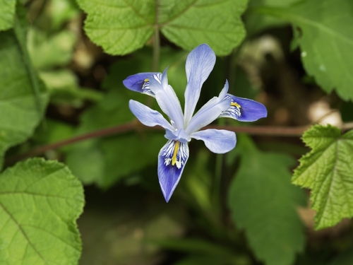 Iris speculatrix