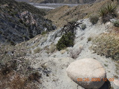 Astragalus tricarinatus