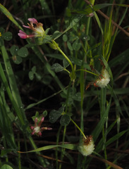Trifolium eriosphaerum