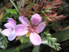 Erodium cicutarium