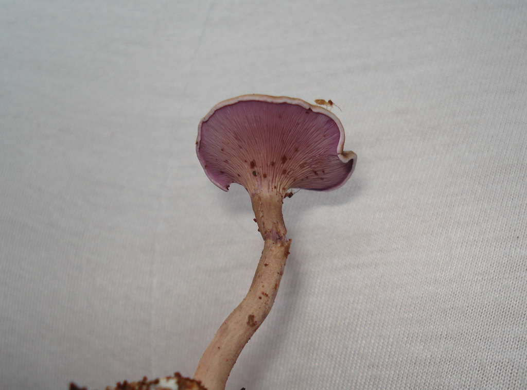 Trogia cantharelloides · March 2008 · photo: © leonardobergamini (iNaturalist, cc-by)