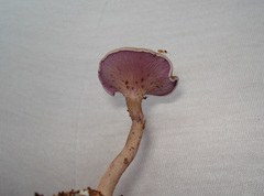 Trogia cantharelloides