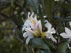 Rhododendron championiae, photograph (c) angryphyco, some rights reserved (CC BY)