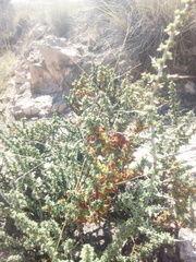 Condalia ericoides