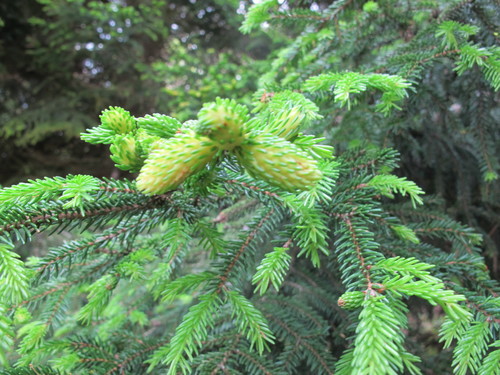 kôrovnica zelená (Adelges viridis)