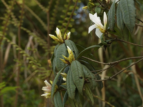 Rhododendron championiae, photograph 2