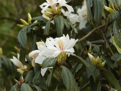 Rhododendron championiae, photograph (c) angryphyco, some rights reserved (CC BY)