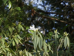 Rhododendron championiae, photograph (c) angryphyco, some rights reserved (CC BY)