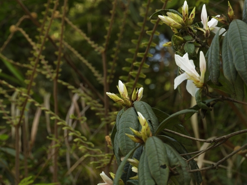 Rhododendron championiae, photograph 5