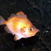 Capros aper - Photo (c) Haplochromis, μερικά δικαιώματα διατηρούνται (CC BY-SA)