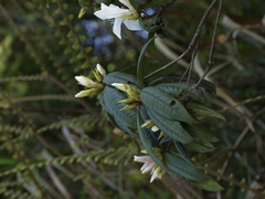 Rhododendron championiae, photograph (c) angryphyco, some rights reserved (CC BY)