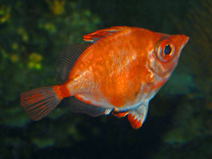 Boarfish photo 3