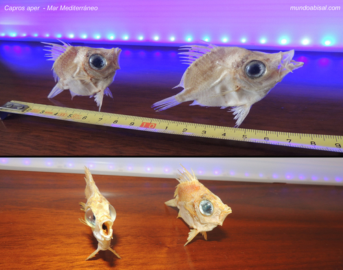 Boarfish