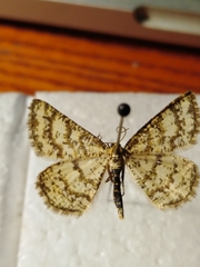 Heliomata glarearia