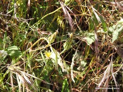 Scorzonera laciniata