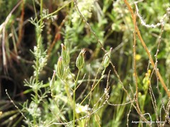 Crupina crupinastrum