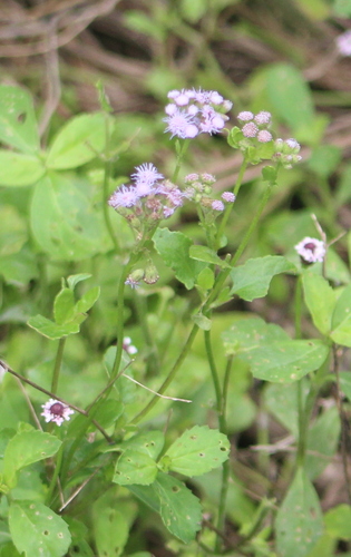 Conoclinium betonicifolium, photograph 2