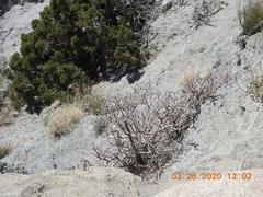 Astragalus tricarinatus