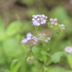Conoclinium betonicifolium, photograph (c) Jackie T, some rights reserved (CC BY)