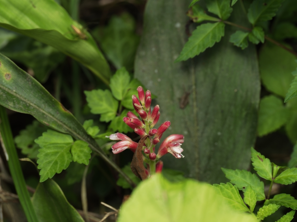 Alpinia japonica; photograph (c) angryphyco, some rights reserved (CC BY)