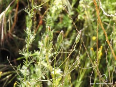 Crupina crupinastrum