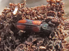 Bitoma crenata