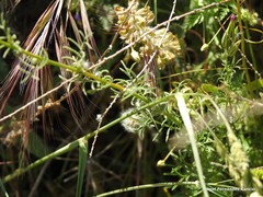 Crupina crupinastrum