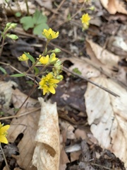 Waldsteinia