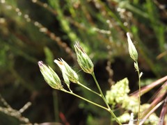 Crupina crupinastrum