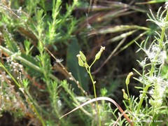 Crupina crupinastrum