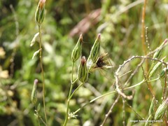 Crupina crupinastrum
