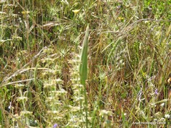 Tragopogon porrifolius