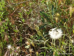 Scorzonera laciniata