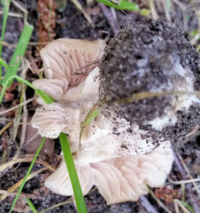Entoloma clypeatum