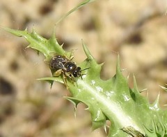 Eucera