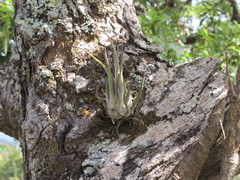 Tillandsia seleriana