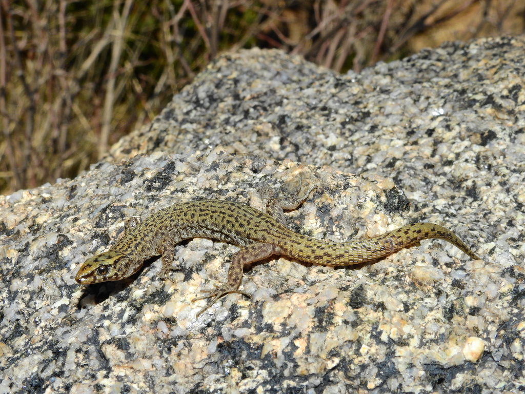 Arizona Night Lizard